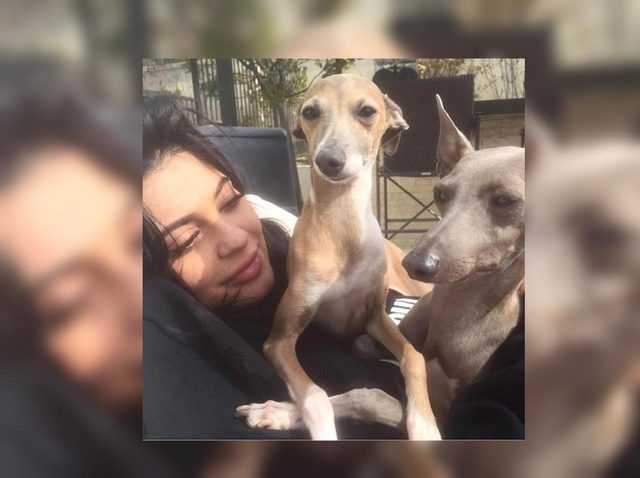 カイリー・ジェンナー、犬のために建てた家は人間が住めるレベル