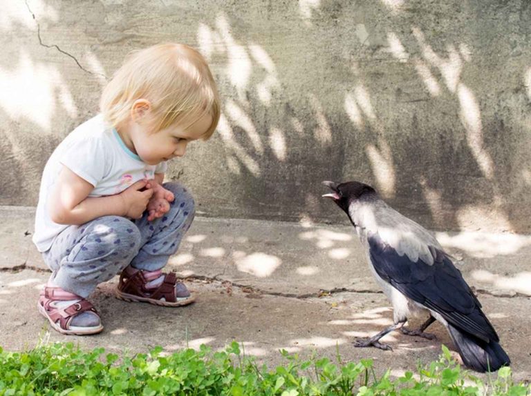 カラスが喋った!「ある言葉」を喋るカラスが話題に