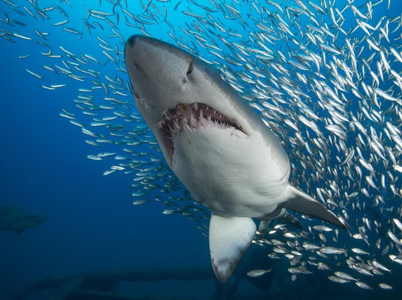 スキューバダイビング中に襲いかかってきた「人食いサメ」を素手で阻止【映像アリ】