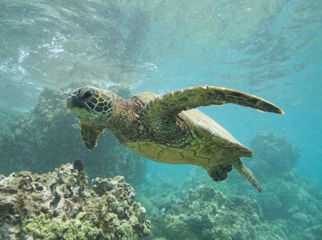 ウミガメの首にビーチチェアが巻きつき死亡、海水浴客のマナーに警鐘