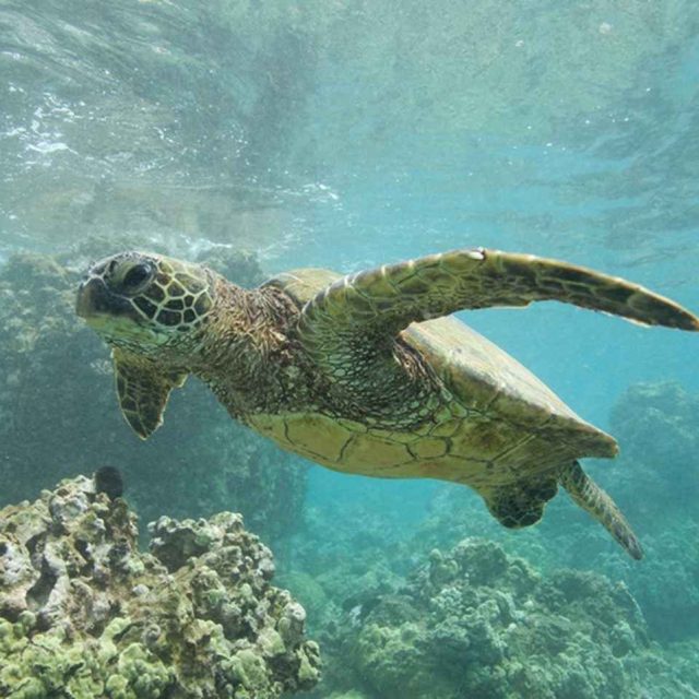 ウミガメの首にビーチチェアが巻きつき死亡、海水浴客のマナーに警鐘