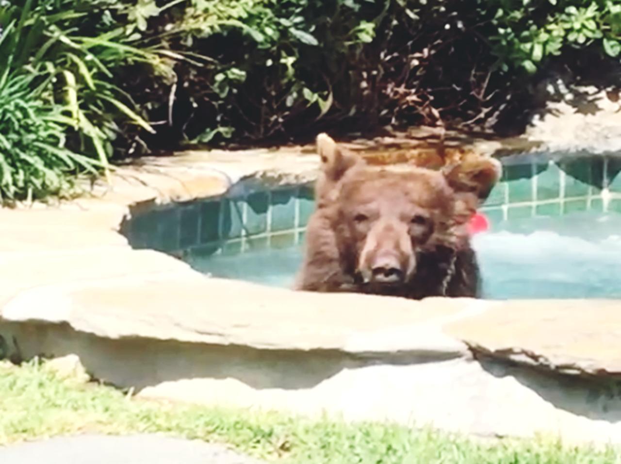 ジャグジーに入ってマルガリータを飲むリア充な「クマ」が目撃される