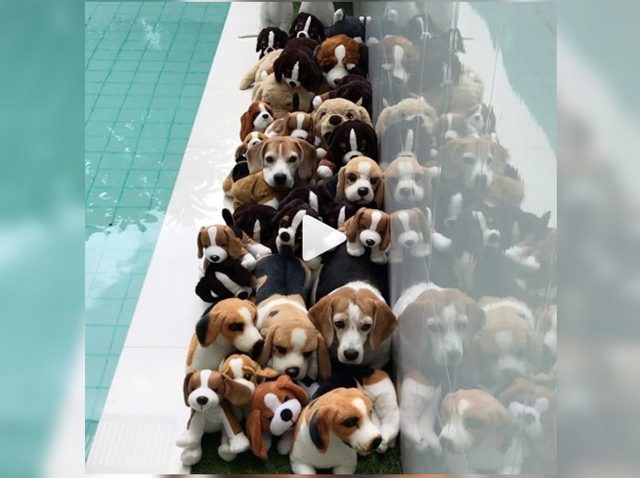 この動画に「本物の犬」は何匹いるでしょう？