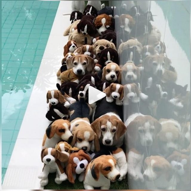 この動画に「本物の犬」は何匹いるでしょう？