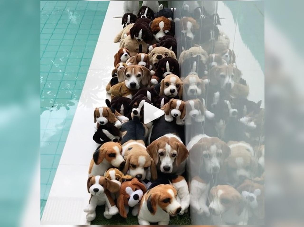 この動画に「本物の犬」は何匹いるでしょう?