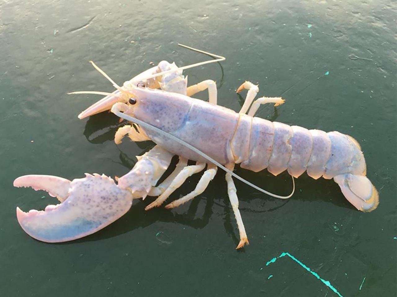 神秘的!「ほぼシースルー」のロブスターが発見される