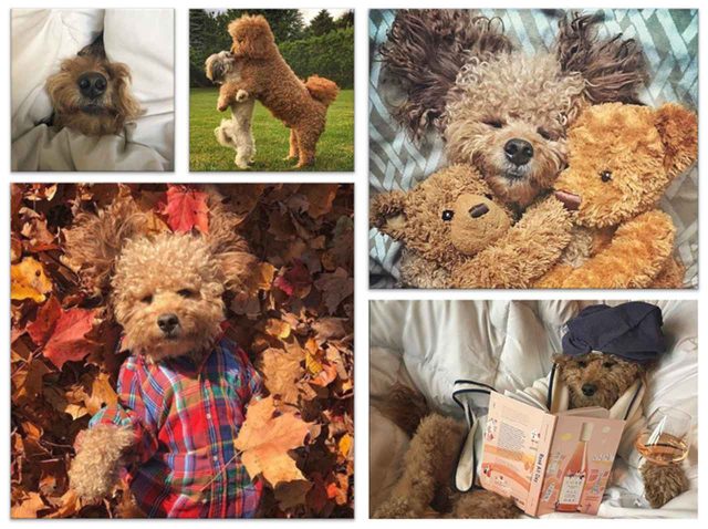 飼い主の溺愛ぶりが伝わる「ゴールデンドゥードル」専用アカが可愛すぎて即フォロー