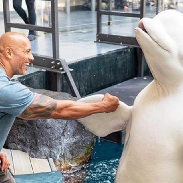 ドウェイン・ジョンソンが載せた水族館でのインスタ写真に批判殺到、理由は一体？