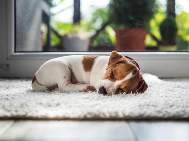 イギリスで生後6ヵ月未満の「子犬と子猫」を販売禁止