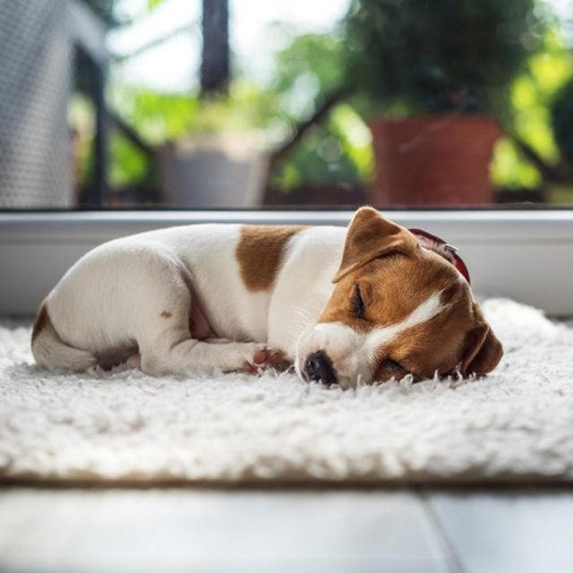 イギリスで生後6ヵ月未満の「子犬と子猫」を販売禁止