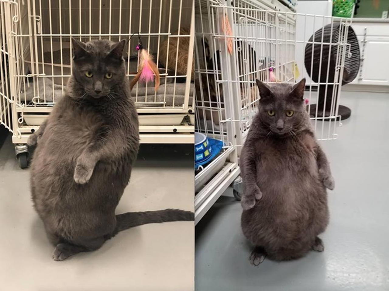 「ブルーノ」という名の太っちょネコに世界中が夢中