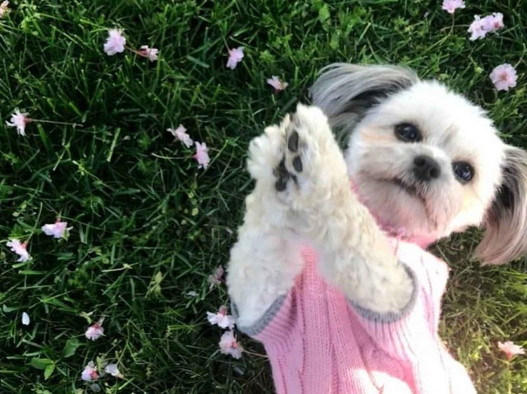 犬が飼い主の「大切なもの」を窃盗、その結果に腹がよじれる