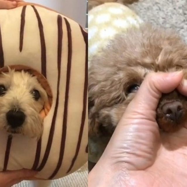 目の前に輪っかを作ったら犬はどうする？海外で流行中のチャレンジに癒される