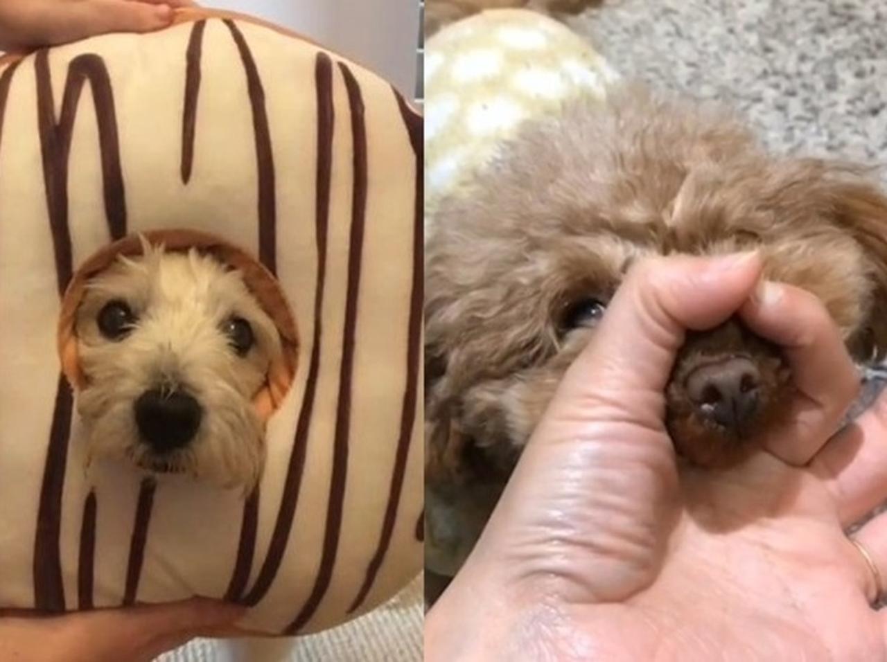 目の前に輪っかを作ったら犬はどうする？海外で流行中のチャレンジに癒される