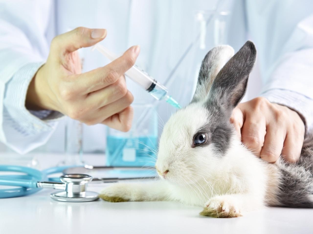 アメリカでは初！カリフォルニア州が動物実験した化粧品の販売を禁止