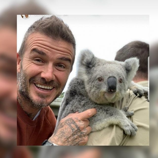 デビッド・ベッカム、イケメン×動物は無敵ということを証明