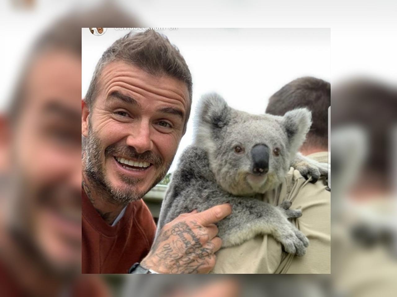 デビッド・ベッカム、イケメン×動物は無敵ということを証明