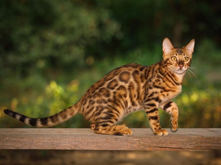 キャットウォークに猫が乱入し、華麗なウォーキングも披露