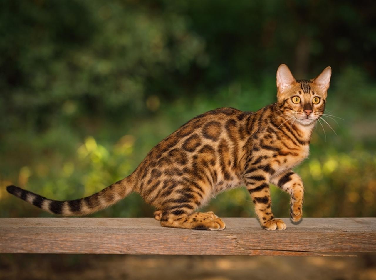 キャットウォークに猫が乱入し、華麗なウォーキングも披露