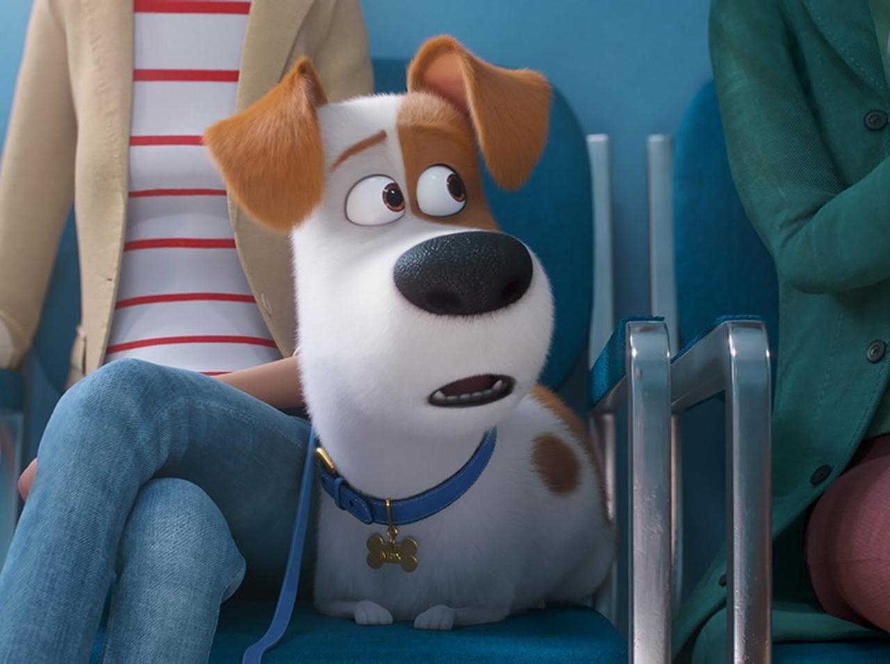 『ペット』が2019年夏に帰ってくる！最新作から特報映像が公開