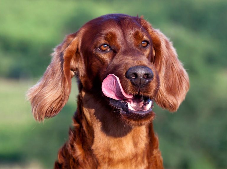 空腹に耐えられず「自分の足」を噛みちぎった犬の飼い主が逮捕