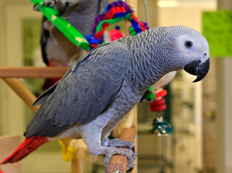 おしゃべりな大型インコ、「アマゾン」で欲しい物を注文しまくる