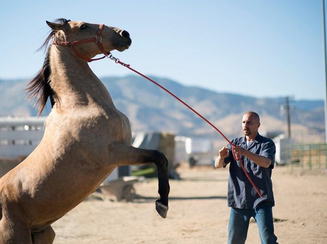 暗い過去を持つ受刑者と一匹の馬の感動実話物語『ザ・マスタング』