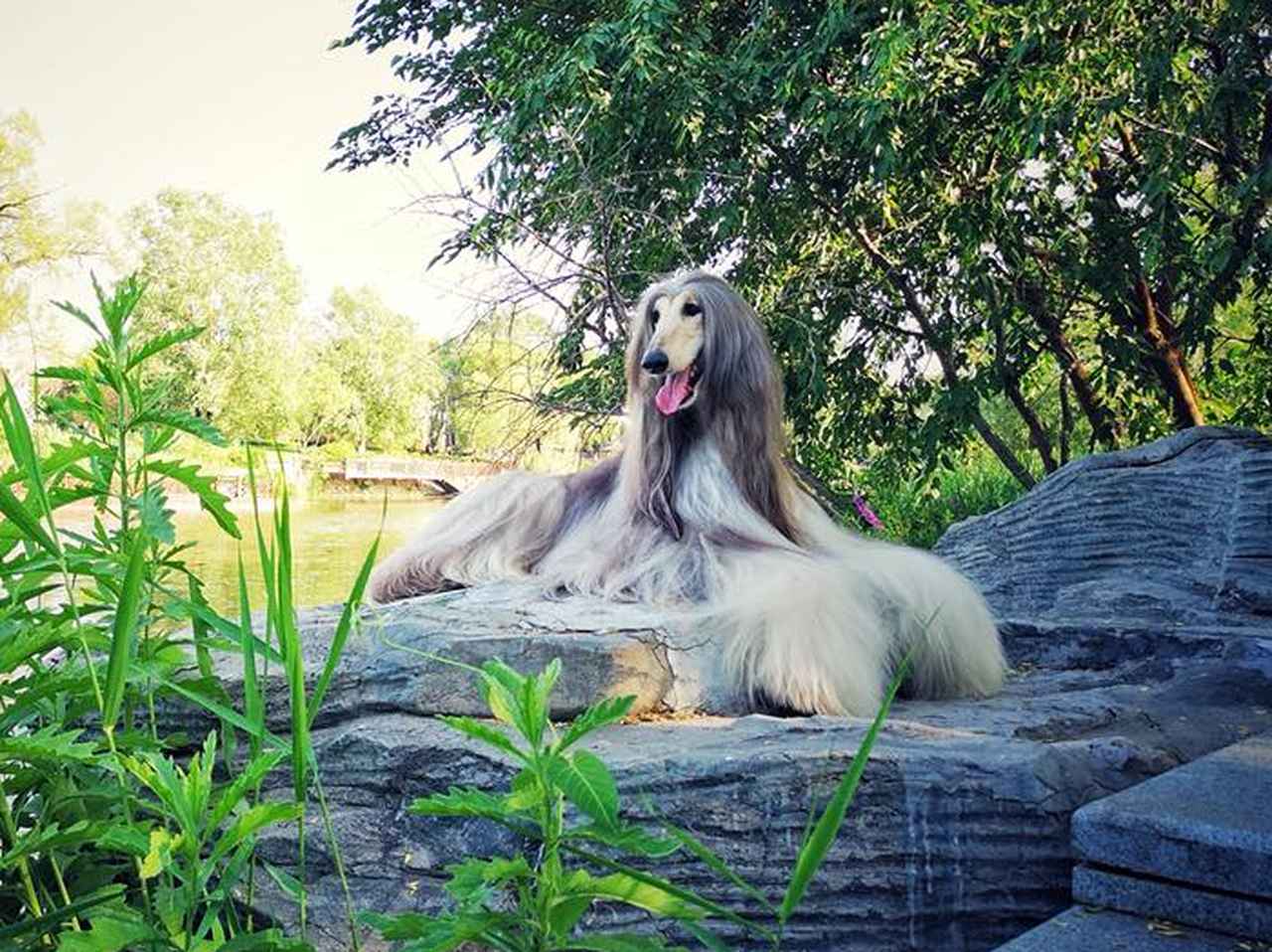 世界一スタイリッシュな犬が毎月使うバスアイテムの金額が人間以上