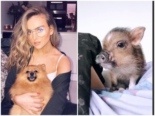 人気アワードの「ペット部門」にノミネートされた7人のセレブのペットは？