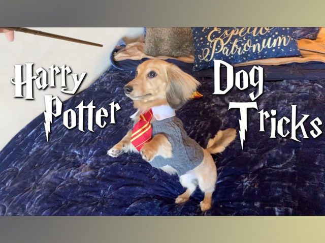 『ハリポタ』の呪文に反応しちゃう犬が魔法級の可愛さ！