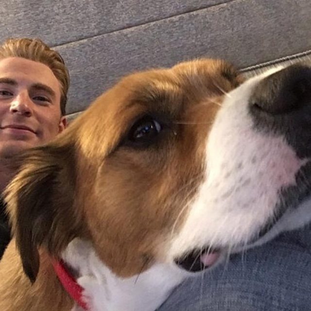 『キャプテン・アメリカ』クリス・エヴァンスの「愛犬家あるある」に共感の嵐