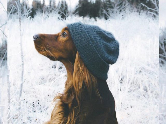 北欧の山で飼い主とハイキングを楽しむ犬がイケメンすぎるのでご覧ください
