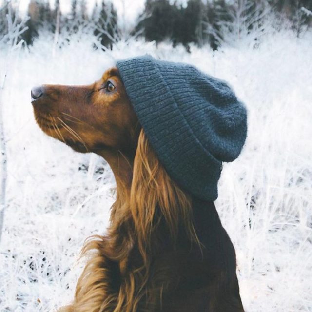 北欧の山で飼い主とハイキングを楽しむ犬がイケメンすぎるのでご覧ください