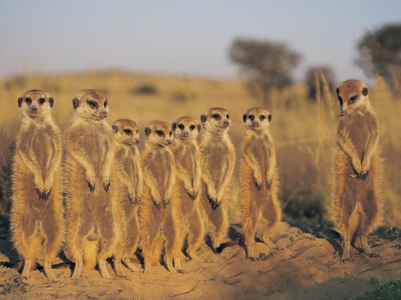 米動物園で「元恋人の名前入りゴキブリ」を動物に食わせるバレンタインイベント開催