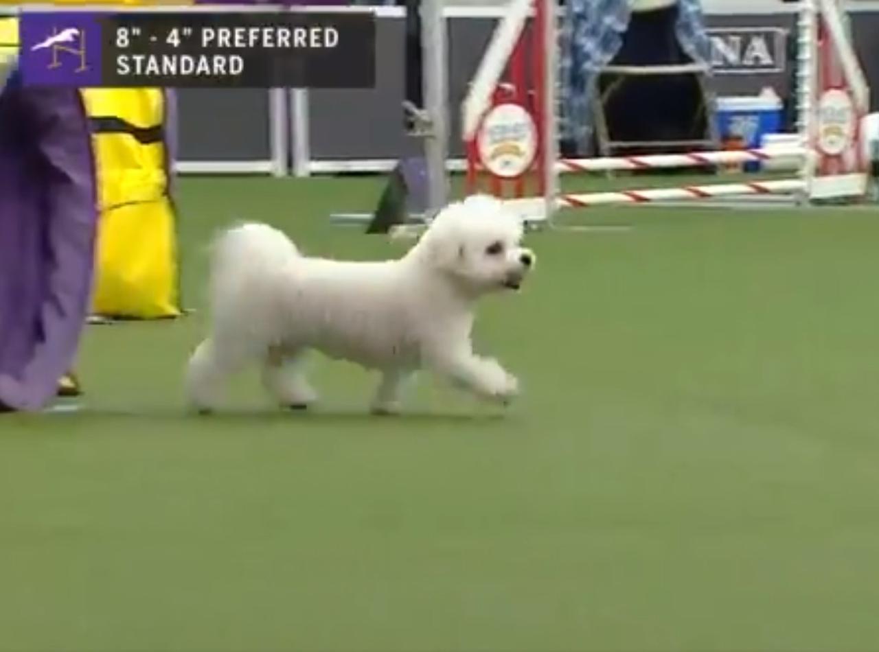 世界3大ドッグショーで大歓声を受けた「負け犬」がコチラ