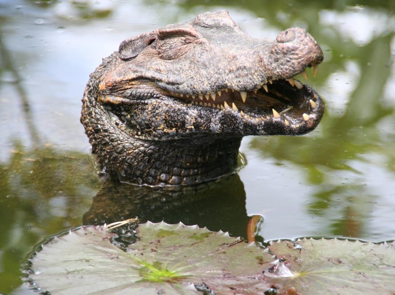 ワニの冬眠の方法がワイルドすぎてドン引き