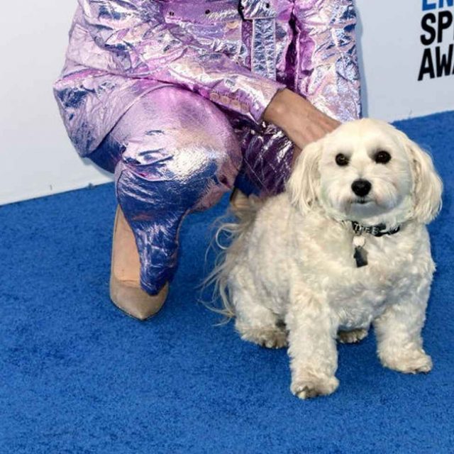 グレン・クローズの愛犬、授賞式で自由に動き回る姿が可愛すぎる