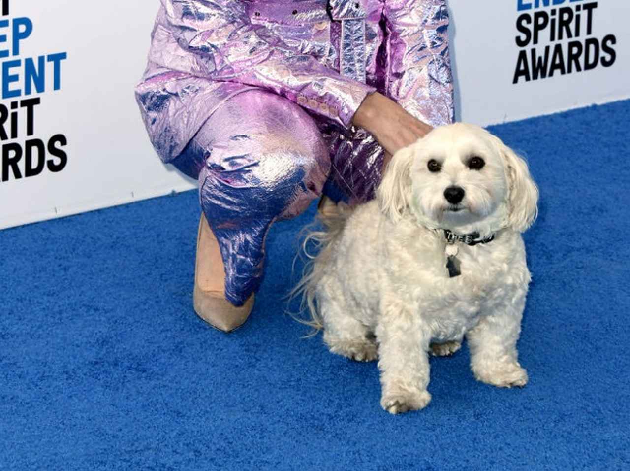 グレン・クローズの愛犬、授賞式で自由に動き回る姿が可愛すぎる