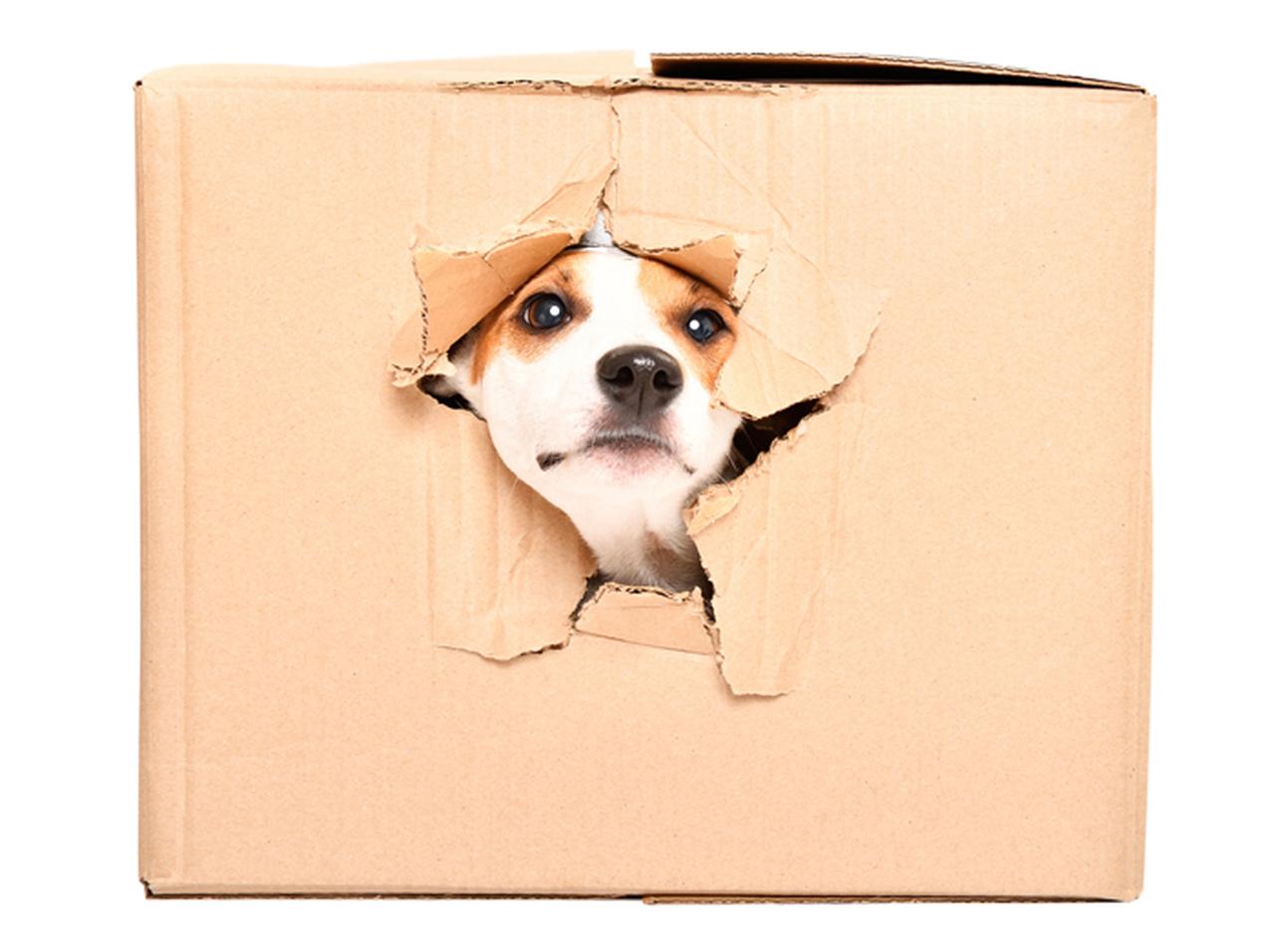 飼い犬が隣人宛ての小包を誤って開封→「中から出て来たモノ」が気まずすぎた…