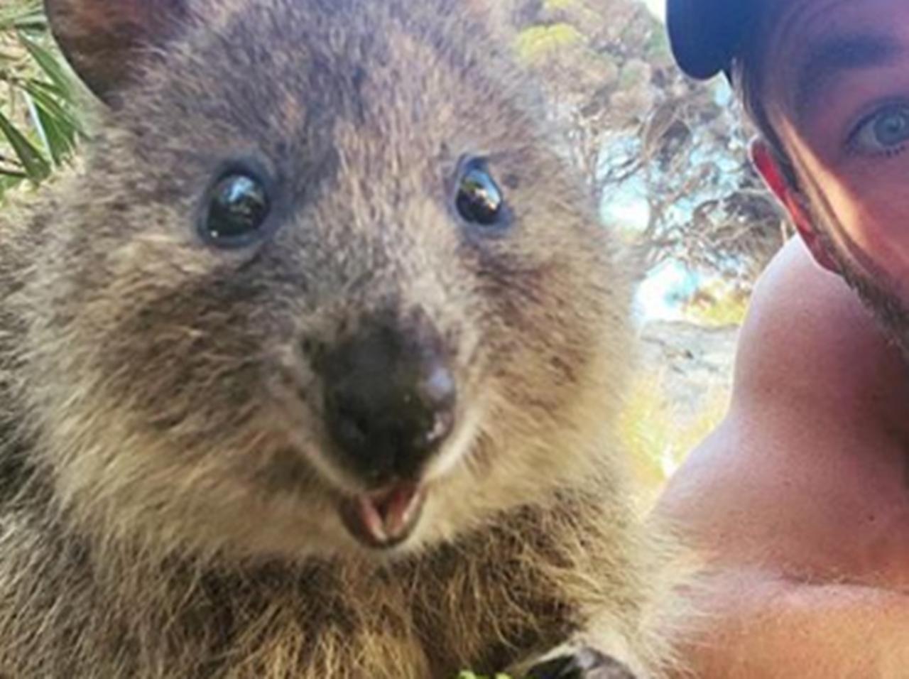 クリス・ヘムズワース、「世界一幸せな動物」との凸凹セルフィーが絶妙