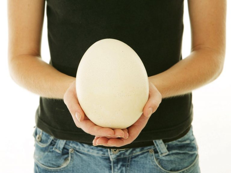 「水につけると膨らむ卵」のおもちゃから出て来たモノに驚愕