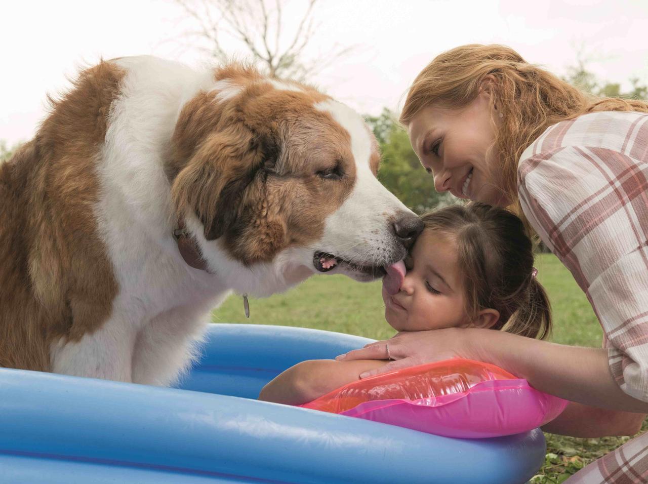 『僕のワンダフル・ライフ』待望の続編『僕のワンダフル・ジャーニー』公開が決定!