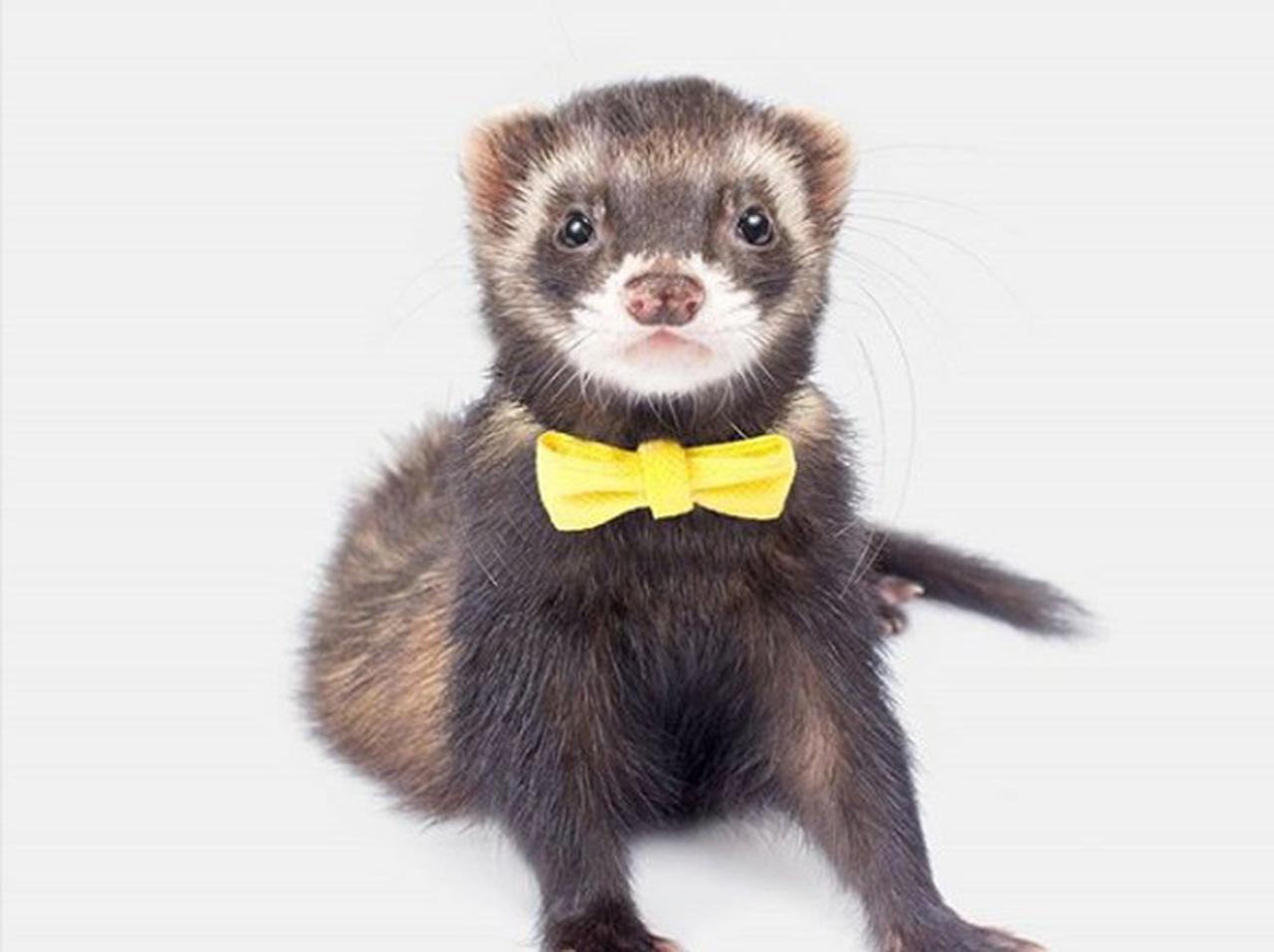 世界で最も有名な「フェレット」の入浴シーンにただひたすら癒される