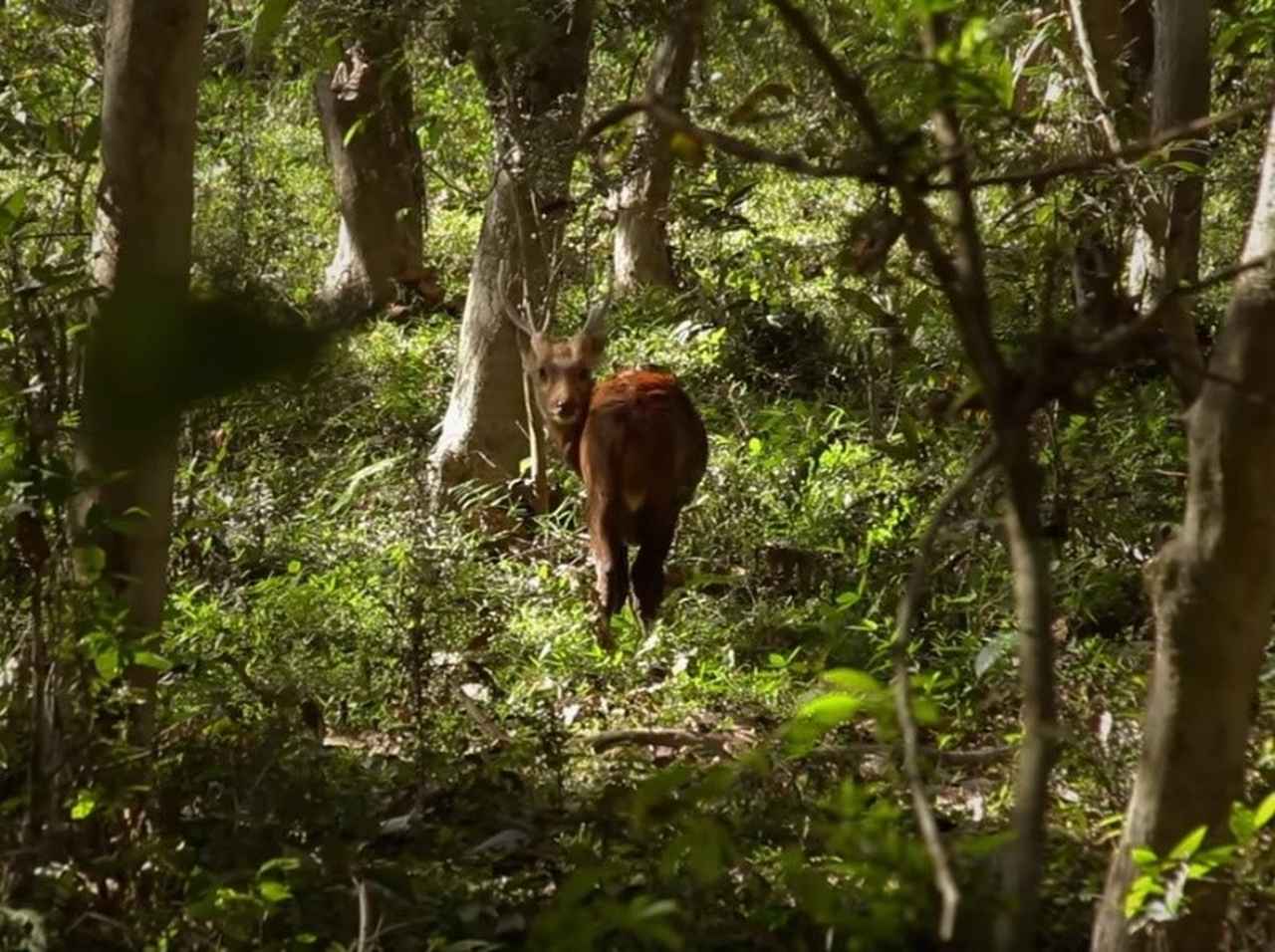 40年間苗を受け続けた男性、荒地が東京ドーム118個分の森林に【環境デー】
