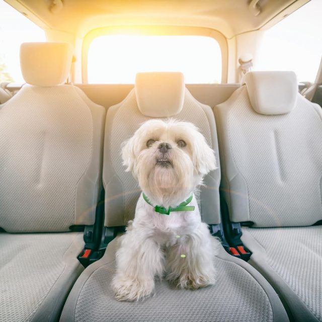 暑い車に放置された「犬」を救出！窓を破壊して判明した「犬の正体」にあ然