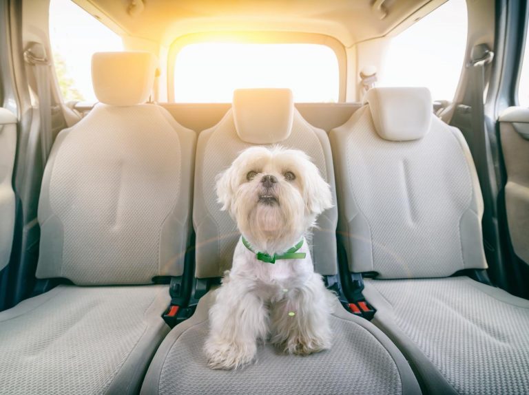 暑い車に放置された「犬」を救出!窓を破壊して判明した「犬の正体」にあ然