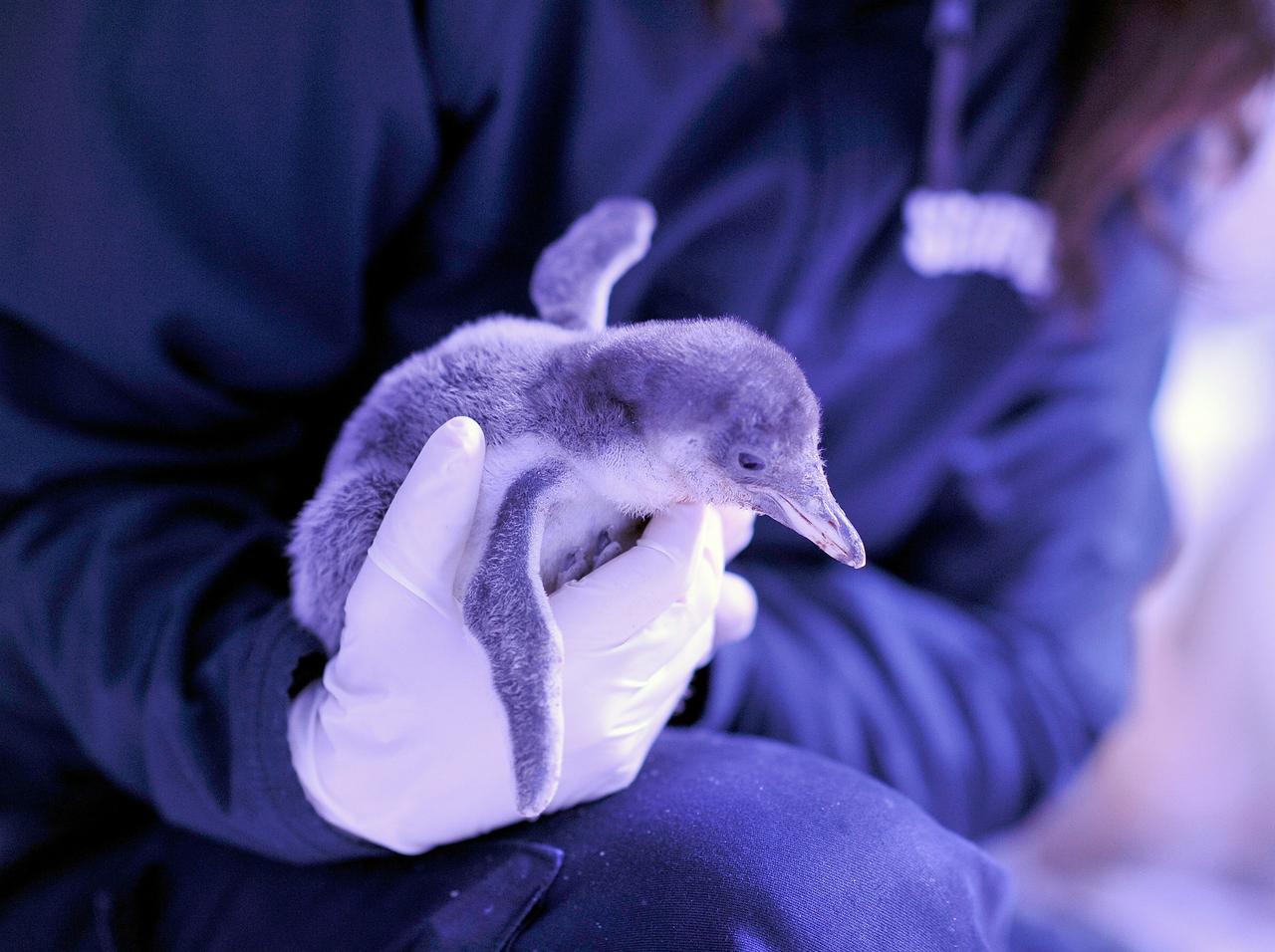 ペンギンの同性カップルが養子を迎える