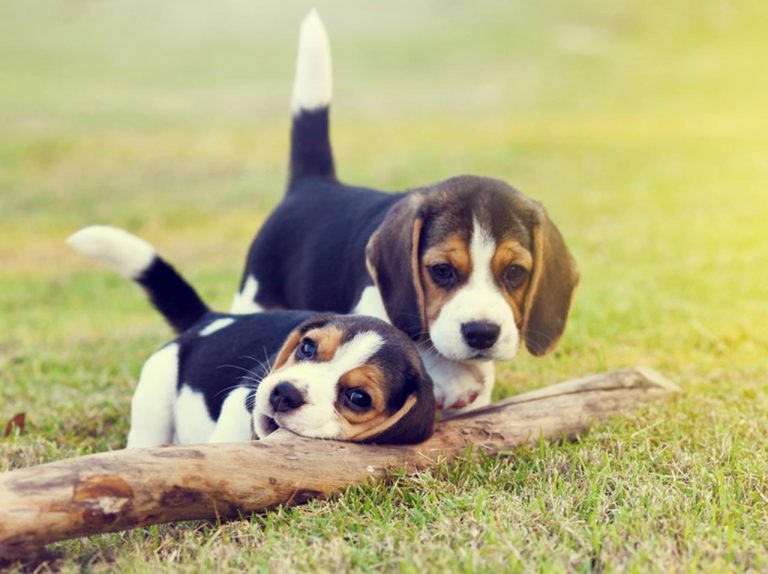 子犬を1匹飼ったらもう1匹オマケが？「犬の模様の犬」が二度見レベル