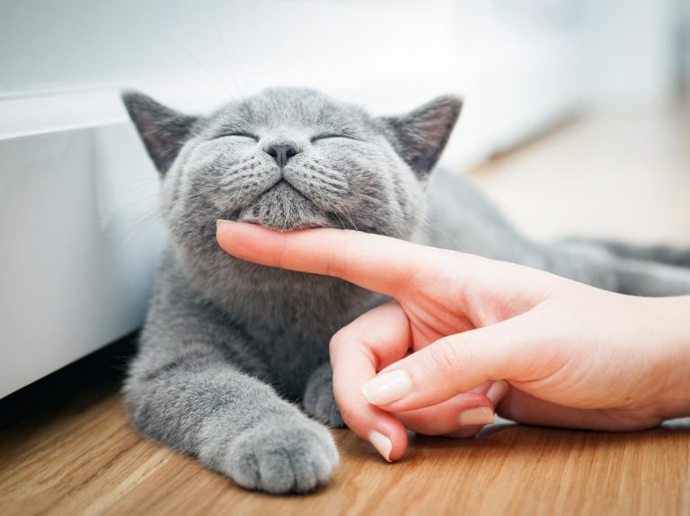 『牛乳ひげ』をつけたまま眠る「猫」の姿にとろけてしまう人が続出