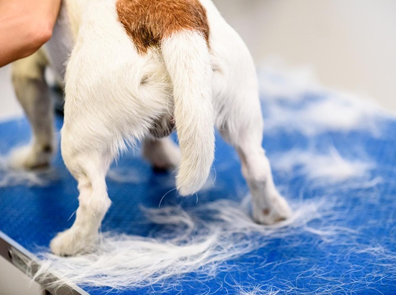 トリミングに出した愛犬が眉毛や耳などを勝手に染められる